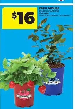 Real Canadian Superstore FRUIT BUSHES, 1 GALLON offer