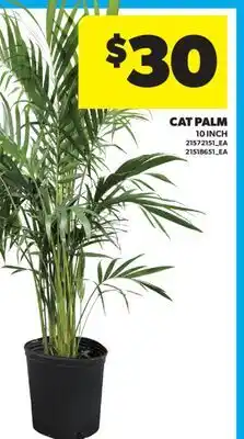 Real Canadian Superstore CAT PALM, 10 INCH offer