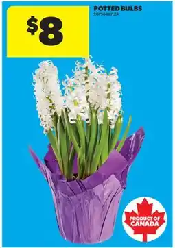 Real Canadian Superstore POTTED BULBS offer