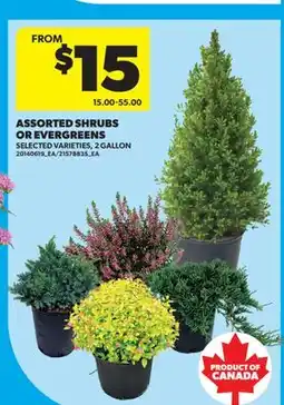 Real Canadian Superstore ASSORTED SHRUBS OR EVERGREENS, 2 GALLON offer
