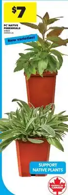 Real Canadian Superstore PC NATIVE PERENNIALS, 4 INCH offer