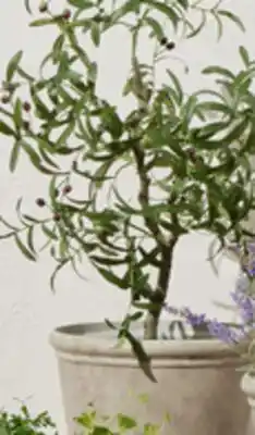 Walmart Better Homes & Gardens 16 concrete urn planter offer
