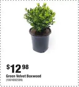 Home Depot Green Velvet Boxwood offer