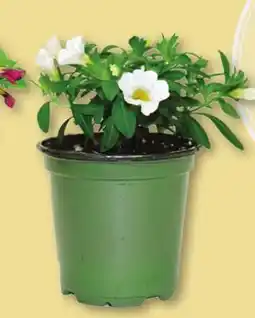 IGA ANNUAL PLANTS offer