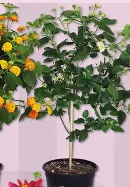 IGA LANTANA, FLOWERING MAPLE OR HELIOTROPE offer