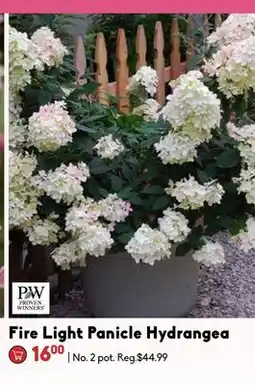 Sheridan Nurseries Fire Light Panicle Hydrangea offer