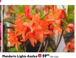 Sheridan Nurseries Mandarin Lights Azalea offer