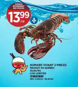 Kim Phat LIVE LOBSTER offer