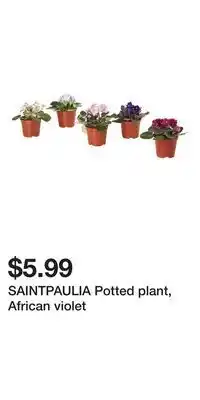 IKEA SAINTPAULIA Potted plant, African violet offer