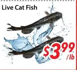 Bestco Food Mart Live Cat Fish offer