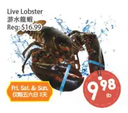Fresh Palace Supermarket Live Lobster offer