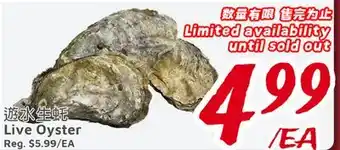 United Supermarket Live Oyster offer