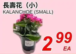 Foody World Kalanchoe small offer