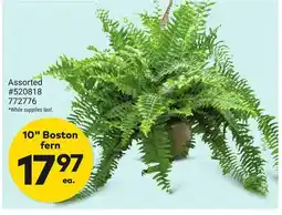 Giant Tiger 10 Boston fern offer