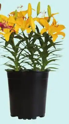 Giant Tiger tiger lily offer