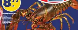 Provigo HOMARDS VIVANTS, 1-1,25 LB CH. | LIVE LOBSTERS offer