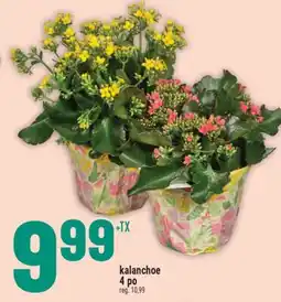Marché Adonis Kalanchoe 4 po offer