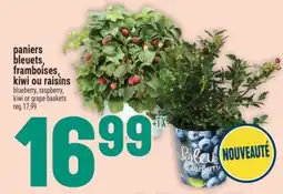 Marché Adonis PANIERS BLEUETS, FRAMBOISES, KIWI OU RAISINS | BLUEBERRY, RASPBERRY, KIWI OR GRAPE BASKETS offer