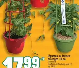 Marché Adonis LÉGUMES OU FRAISES EN CAGES 10 PO | VEGETABLE OR STRAWBERRY CAGE 10 offer