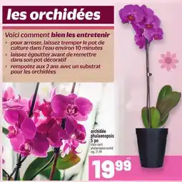Metro ORCHIDÉE PHALAENOPSIS 5 PO | PHALAENOPSIS ORCHID offer