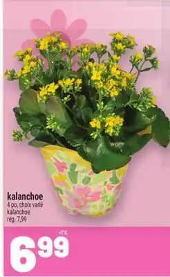 Metro KALANCHOE | KALANCHOE offer