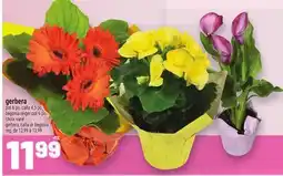 Metro GERBERA | GERBERA, CALLA OR BEGONIA offer