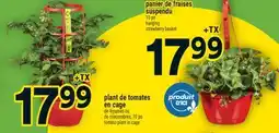 Super C plant de tomates en cage | tomato plant in cage offer