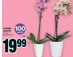 Super C orchidée assortie | assorted orchid offer