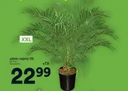 Super C palmier majesty XXL | majesty palm offer