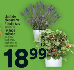 Super C plant de bleuets ou framboises | blueberries, raspberries offer