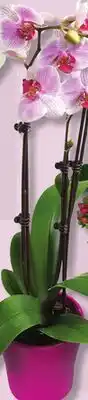IGA MUSICAL FLOWERING PLANT, FLOWERING POT, ORCHID OR CANNA offer
