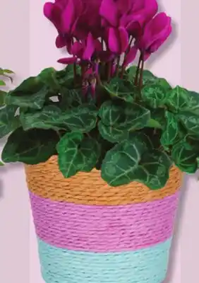 IGA FLOWERING POT offer