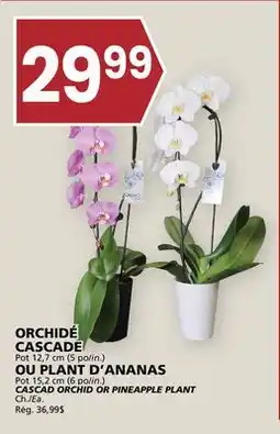Rachelle-Bery Grocery CASCAD ORCHID Pot 12.7 cm (5 in.) OR PINEAPPLE PLANT Pot 15.2 cm (6 in.) offer