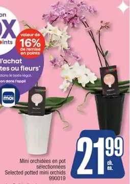 Jean Coutu Selected potted mini orchids offer