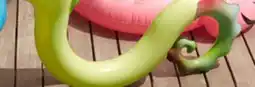 Walmart Animal pool noodles offer