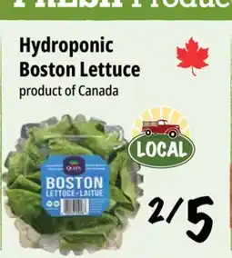 Farm Boy Hydroponic Boston Lettuce offer