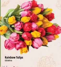 Farm Boy Rainbow Tulips offer