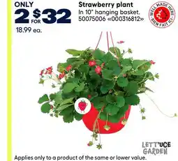RONA Strawberry plant offer