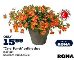 RONA RONA Coral Punch calibrachoa offer
