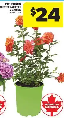Real Canadian Superstore PC ROSES, 2 GALLON offer