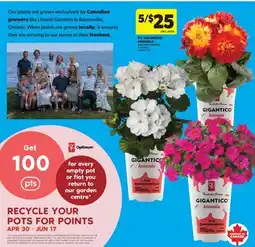 Real Canadian Superstore PC GIGANTICO ANNUALS, 4.33 INCH offer
