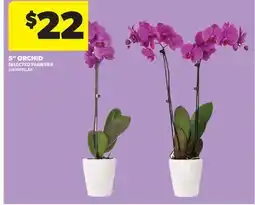 Real Canadian Superstore 5 ORCHID offer
