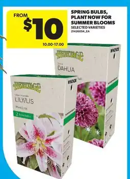 Real Canadian Superstore SPRING BULBS, PLANT NOW FOR SUMMER BLOOMS offer