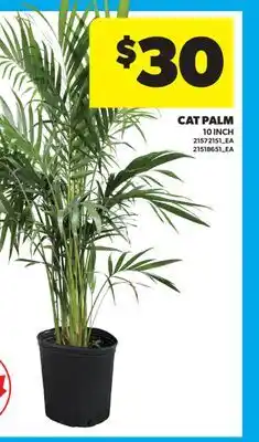Real Canadian Superstore CAT PALM, 10 INCH offer