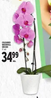 Metro COLOURED WATERFALL ORCHID offer