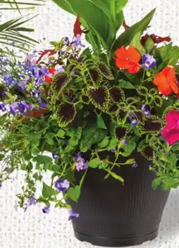 Metro PATIO PLANTERS offer