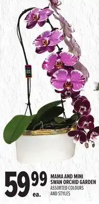 Metro MAMA AND MINI SWAN ORCHID GARDEN offer