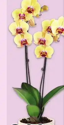 Metro ORCHID offer