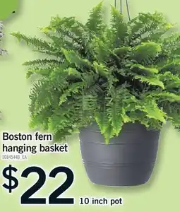 Fortinos BOSTON FERN HANGING BASKET, 10 INCH POT offer