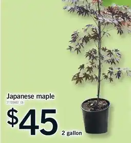 Fortinos JAPANESE MAPLE, 2 GALLON offer